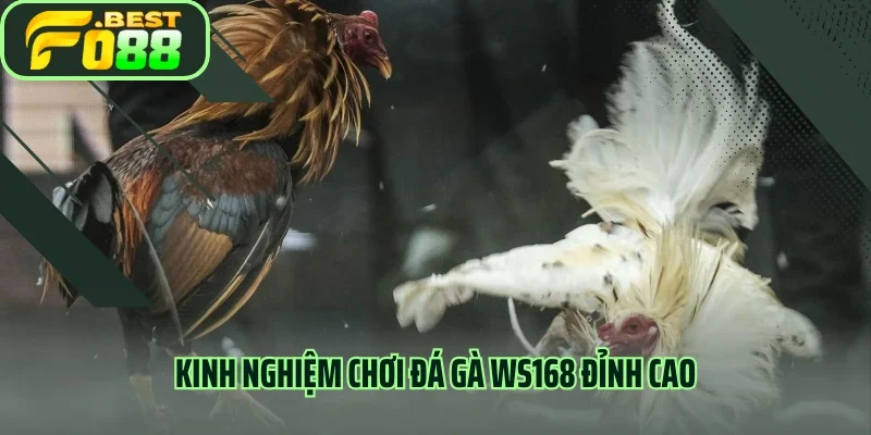 Kinh nghiệm chơi đá gà WS168 đỉnh cao