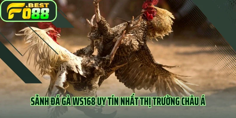 Sảnh đá gà WS168 uy tín nhất thị trường châu Á